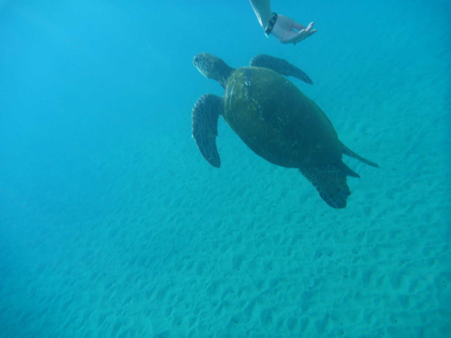 Begegnung im Meer