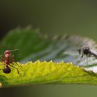 Begegnung im Mikrokosmos