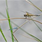 Begegnung im Moor