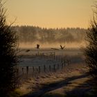 Begegnung im Morgengrauen