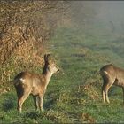 Begegnung im Morgennebel (2)