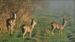 Begegnung im Morgennebel (2)