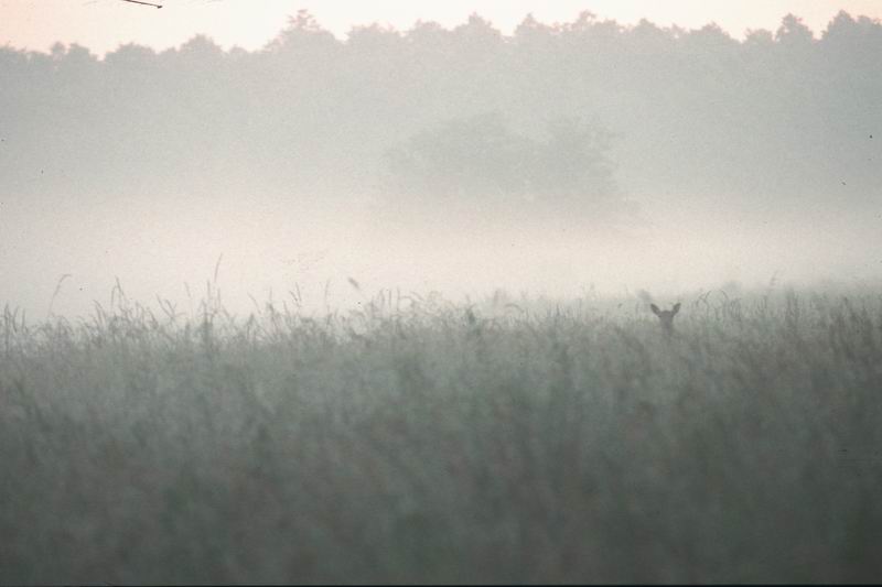 Begegnung im Morgennebel