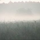 Begegnung im Morgennebel