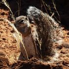 Begegnung im Naukluft National-Park / Namibia