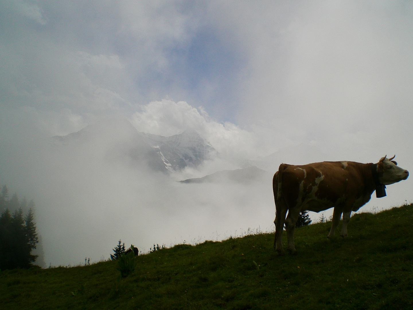 Begegnung im Nebel