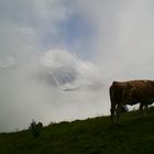 Begegnung im Nebel