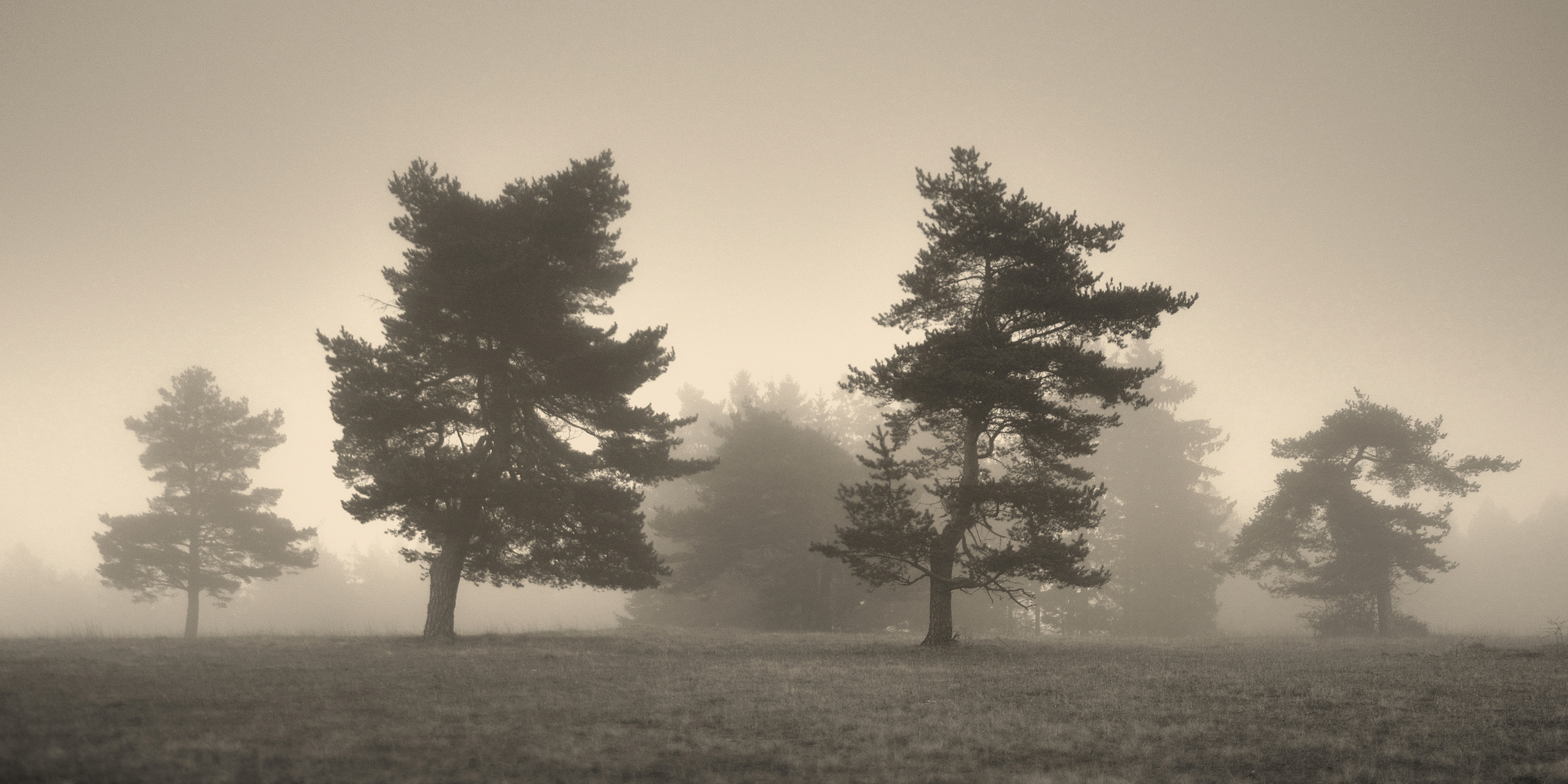 Begegnung im Nebel 2