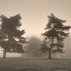 Begegnung im Nebel 2