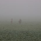 begegnung im nebel [2]