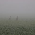 begegnung im nebel [2]