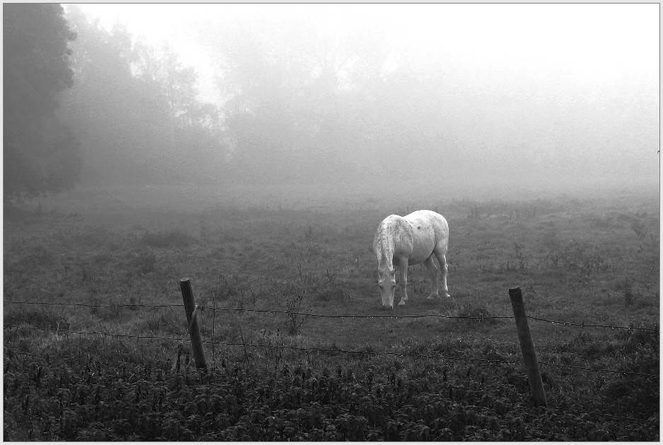 Begegnung im Nebel