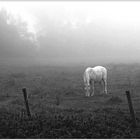 Begegnung im Nebel