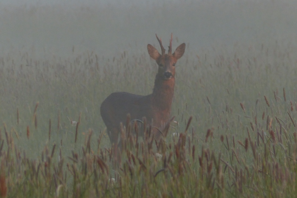 Begegnung im Nebel