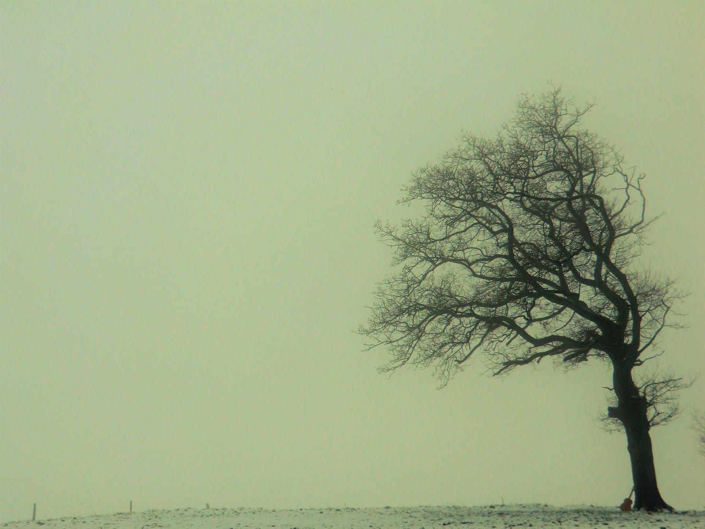 Begegnung im Nebel