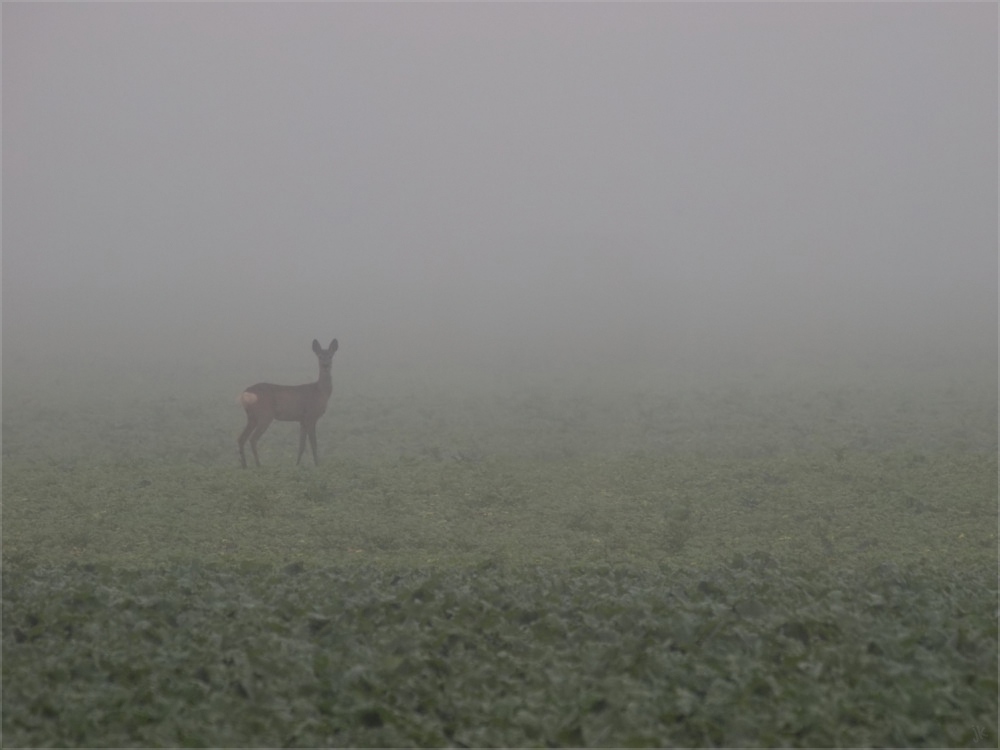 begegnung im nebel