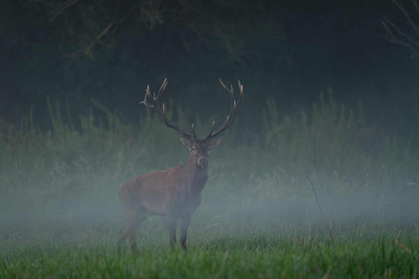 Begegnung im Nebel