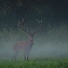 Begegnung im Nebel