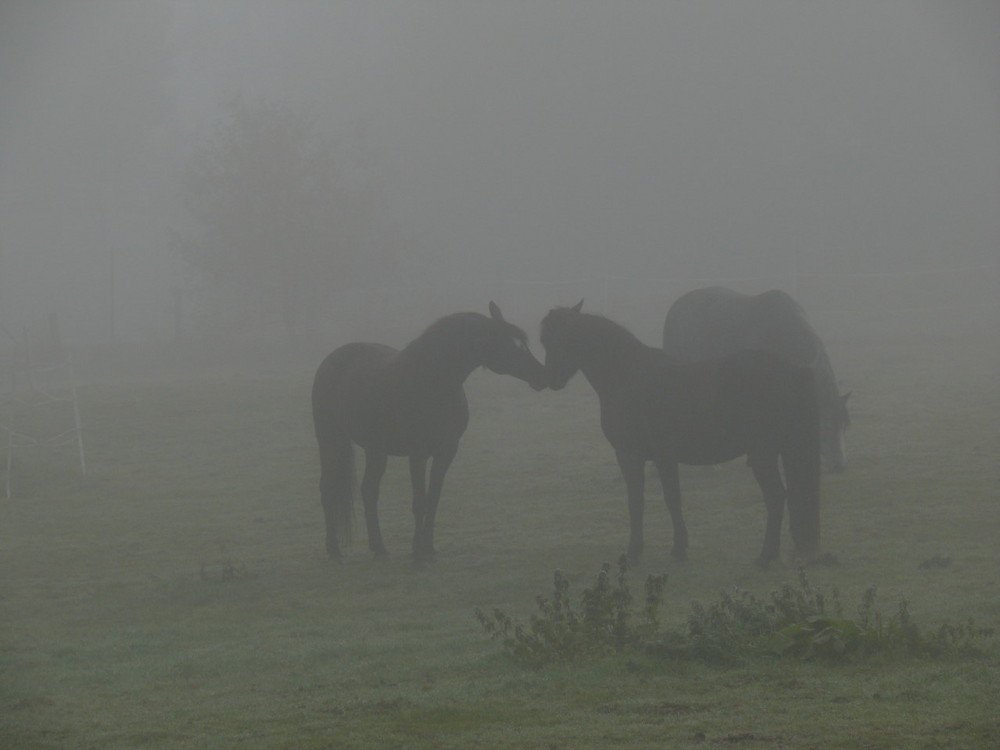 Begegnung im Nebel