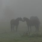 Begegnung im Nebel