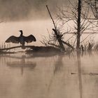 Begegnung im Nebel