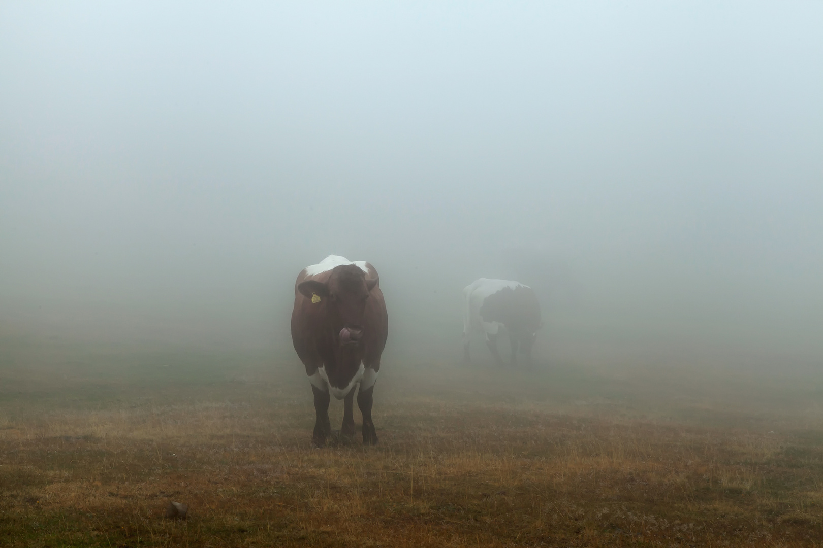 Begegnung im Nebel