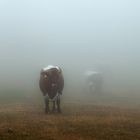 Begegnung im Nebel