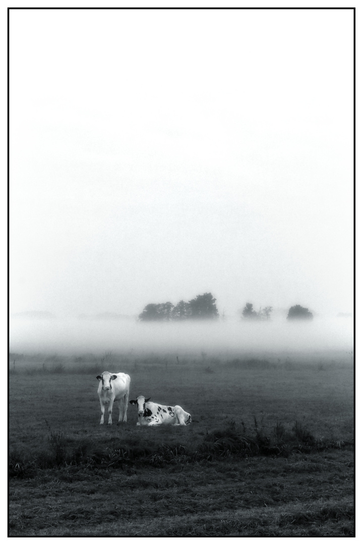 Begegnung im Nebel