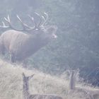 Begegnung im Nebel