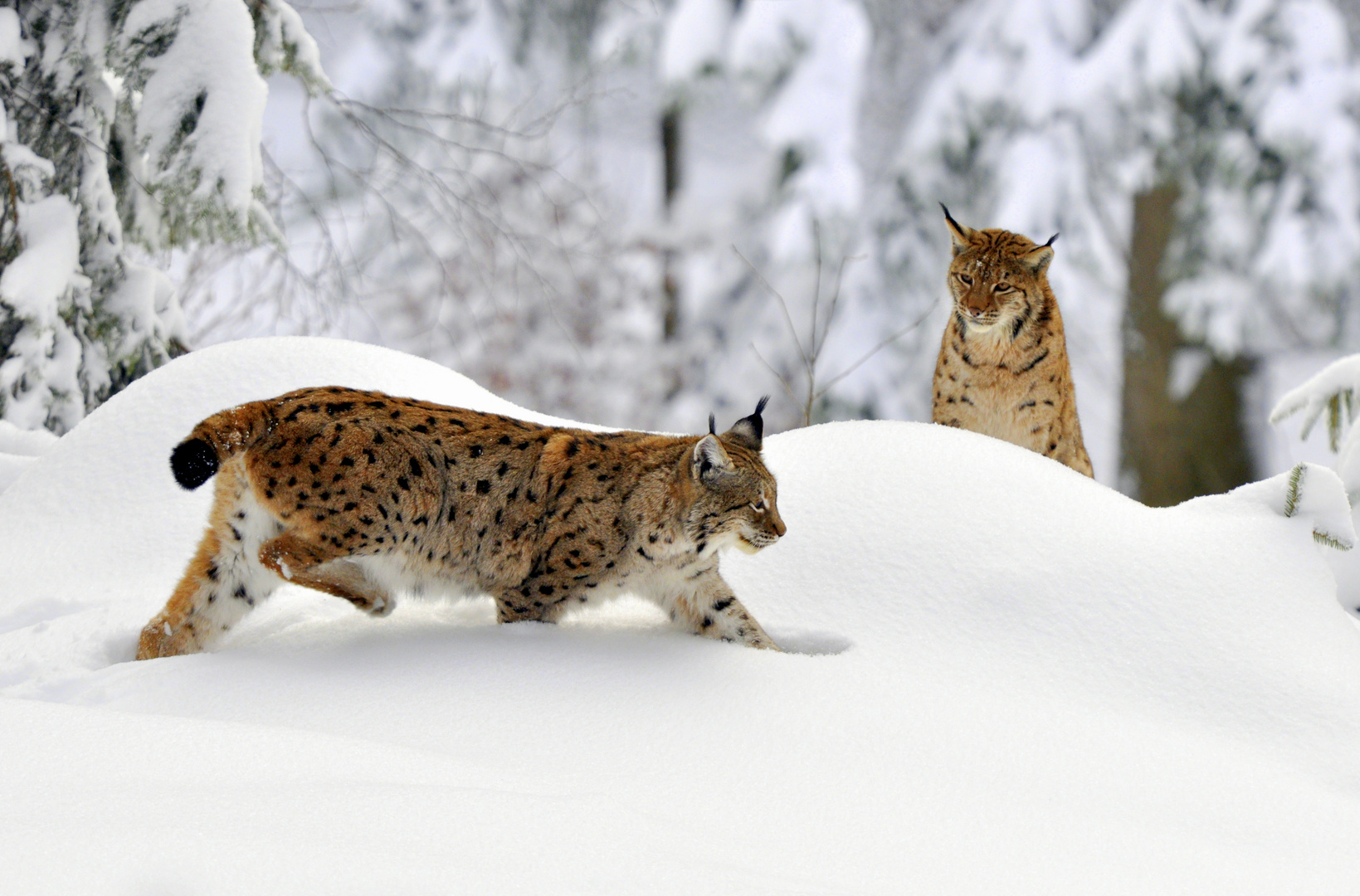 Begegnung im Neuschnee