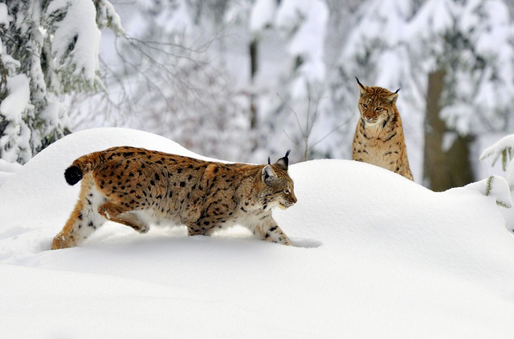 Begegnung im Neuschnee von GUGIGEI 