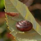 Begegnung im November - in unserem Garten