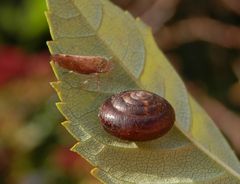 Begegnung im November - in unserem Garten