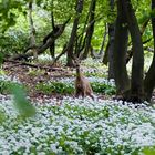 Begegnung im Pötzleinsdorfer Schlosspark