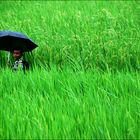 Begegnung im Reisfeld
