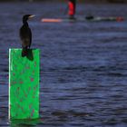 Begegnung im Rheinhochwasser