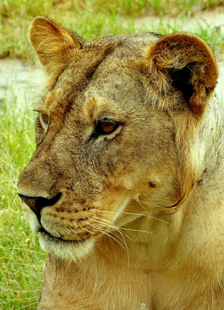 Begegnung im Ruaha-Park