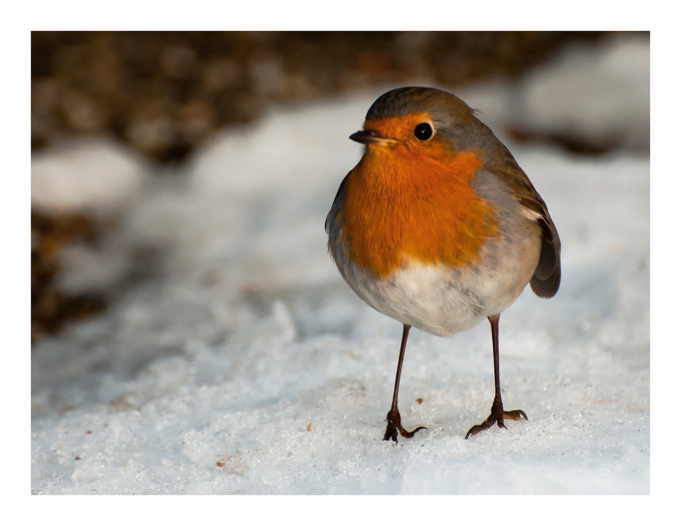 Begegnung im Schnee