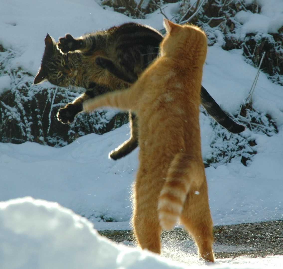 Begegnung im Schnee