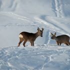 Begegnung im Schnee