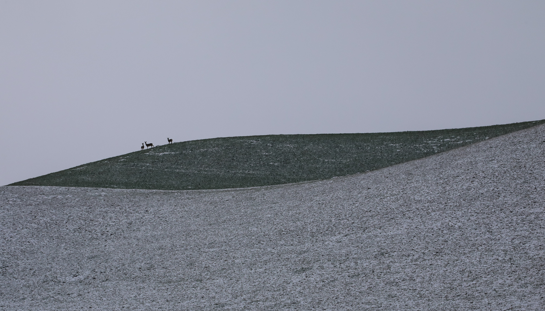 Begegnung im Schneegestöber