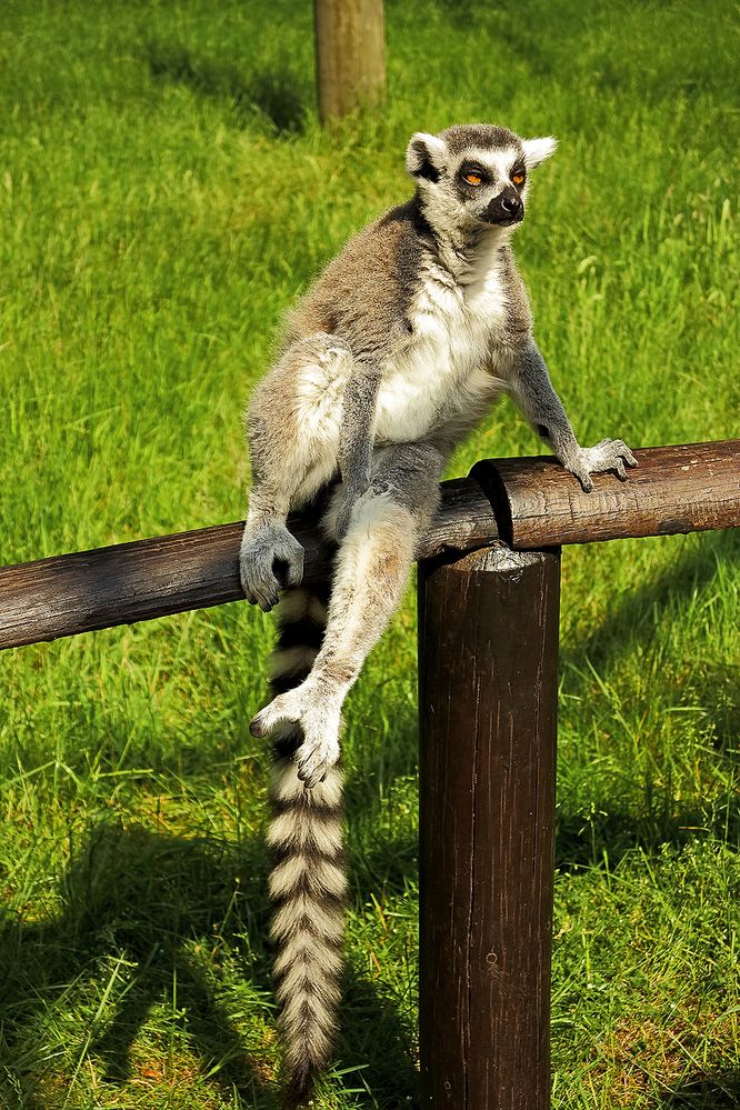 Begegnung im Serengeti-Park / Incontro nel parco "Serengeti" (3)