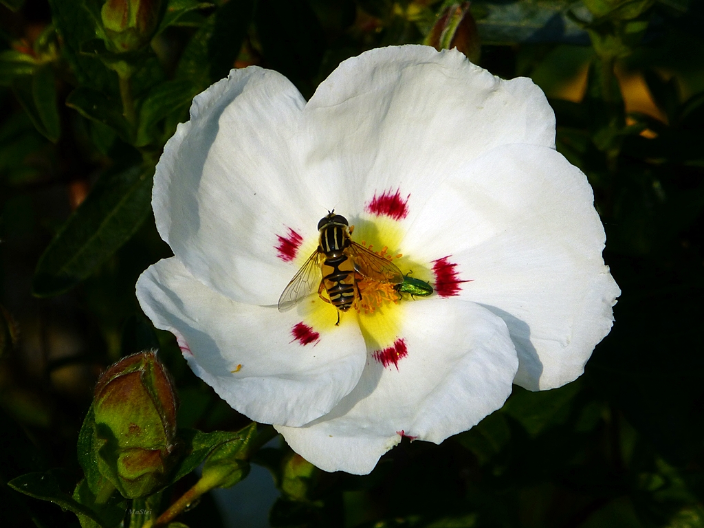 Begegnung im Sommer