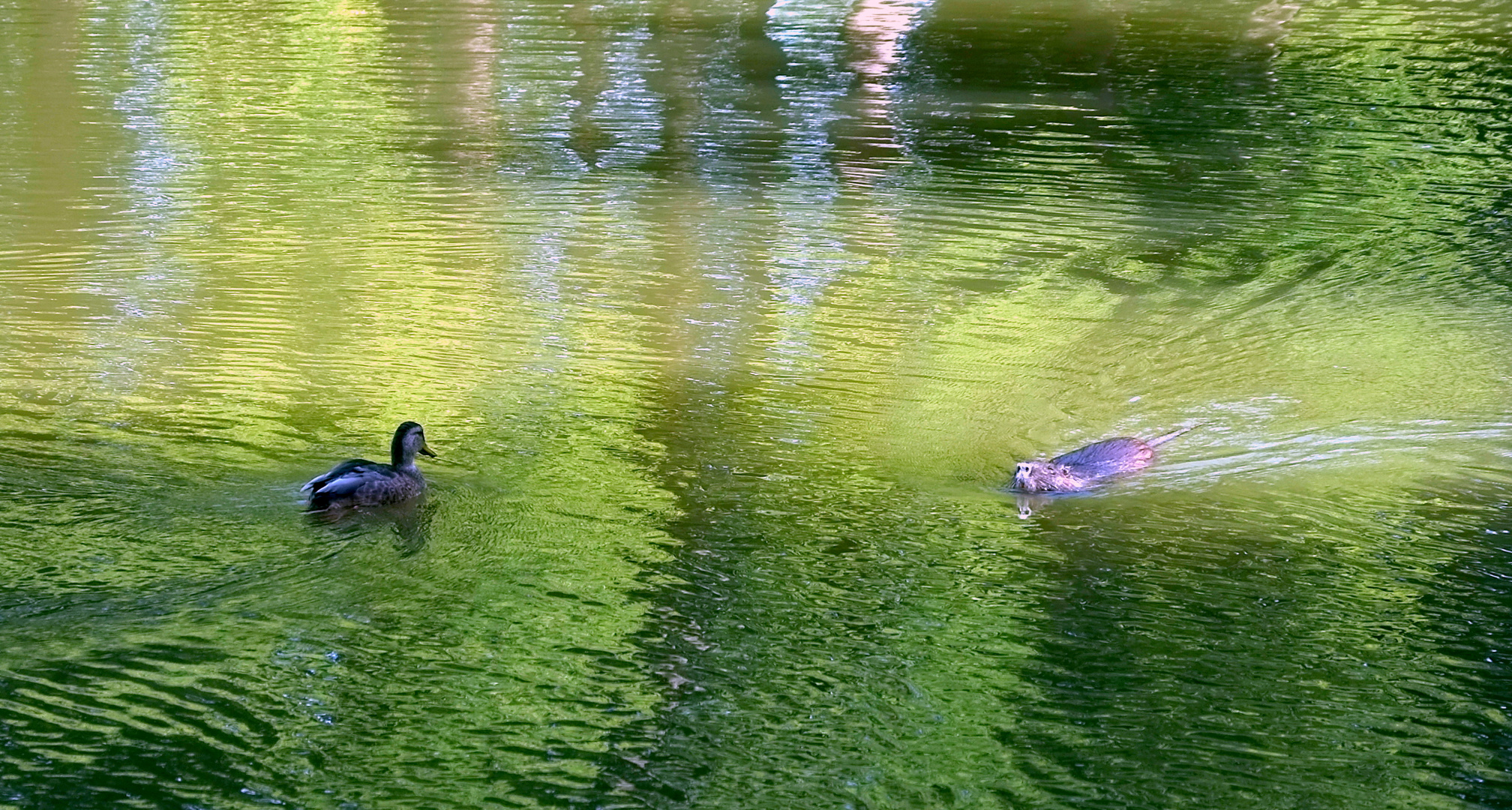 Begegnung im Teich  -  1