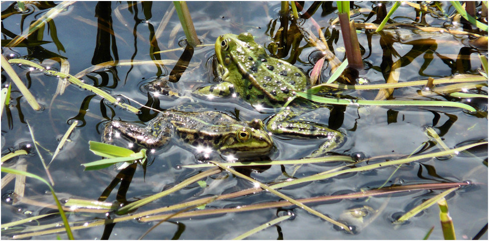 Begegnung im Teich