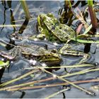 Begegnung im Teich