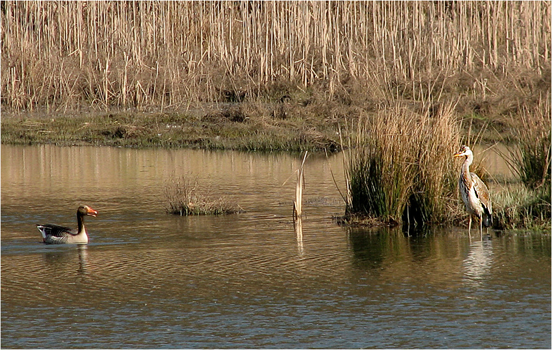  Begegnung im Teich