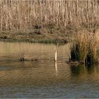  Begegnung im Teich