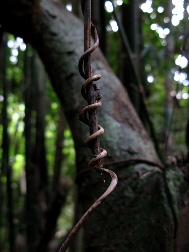 Begegnung im Urwald