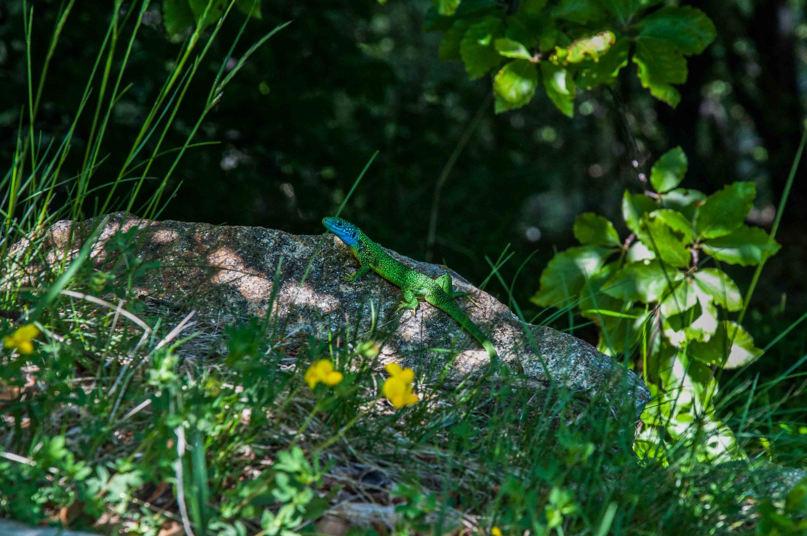 Begegnung im Val Grande